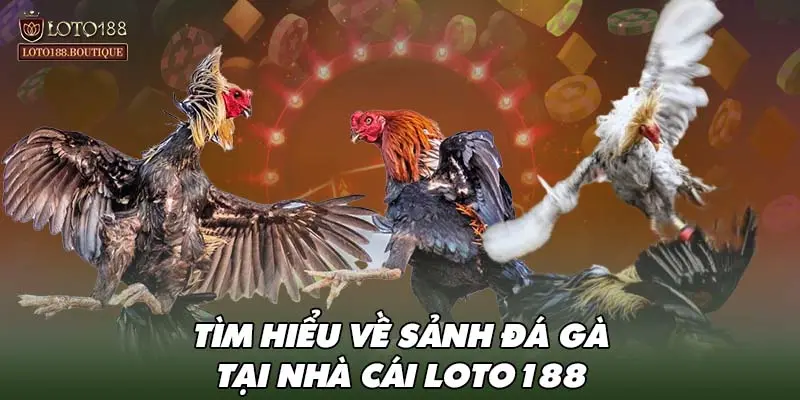 Tìm hiểu về sảnh đá gà tại nhà cái LOTO188