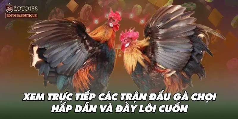 Xem trực tiếp các trận đấu gà chọi hấp dẫn và đầy lôi cuốn