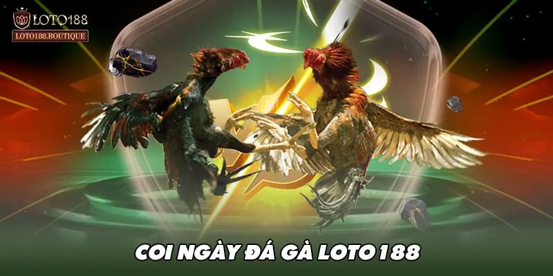 Coi ngày đá gà Loto188