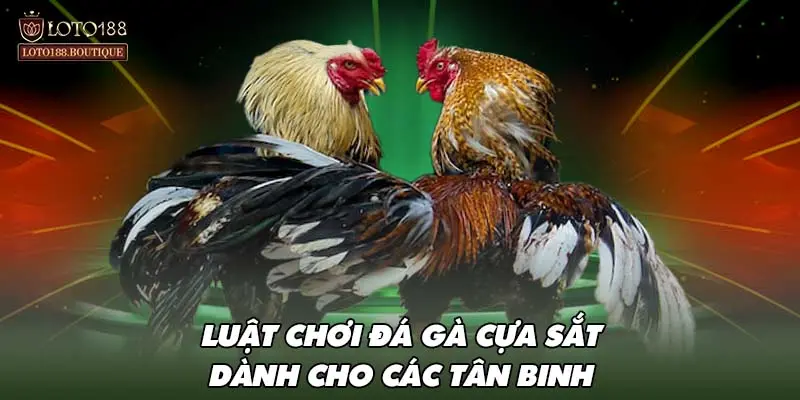 Luật chơi đá gà cựa sắt dành cho các tân binh